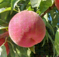 Fiches variétales Pêches Nectarines - Variété Sweet Pinkie, pêche à chair blanche (sur l'arbre)